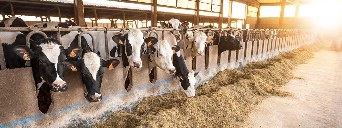 2023 Heat Stress Congress